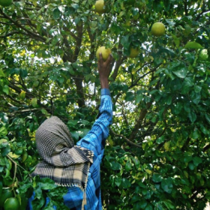 somalia agriculture